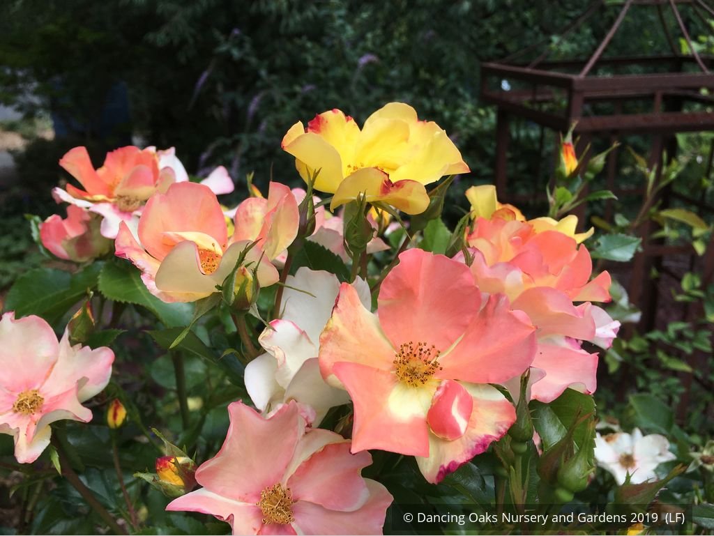Shrubs ~ Rosa 'Flutterbye', Shrub Rose ~ Dancing Oaks Nursery and Gardens ~ Retail Nursery ~ Mail Order Nursery