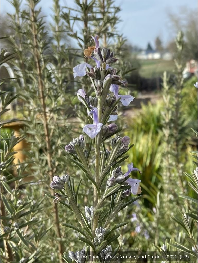 Perennials ~ Rosmarinus officinalis 'Blue Spires', Upright Rosemary ~ Dancing Oaks Nursery and Gardens ~ Retail Nursery ~ Mail Order Nursery