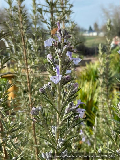 Perennials ~ Rosmarinus officinalis 'Blue Spires', Upright Rosemary ~ Dancing Oaks Nursery and Gardens ~ Retail Nursery ~ Mail Order Nursery