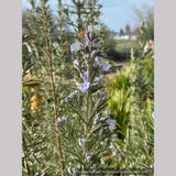 Perennials ~ Rosmarinus officinalis 'Blue Spires', Upright Rosemary ~ Dancing Oaks Nursery and Gardens ~ Retail Nursery ~ Mail Order Nursery