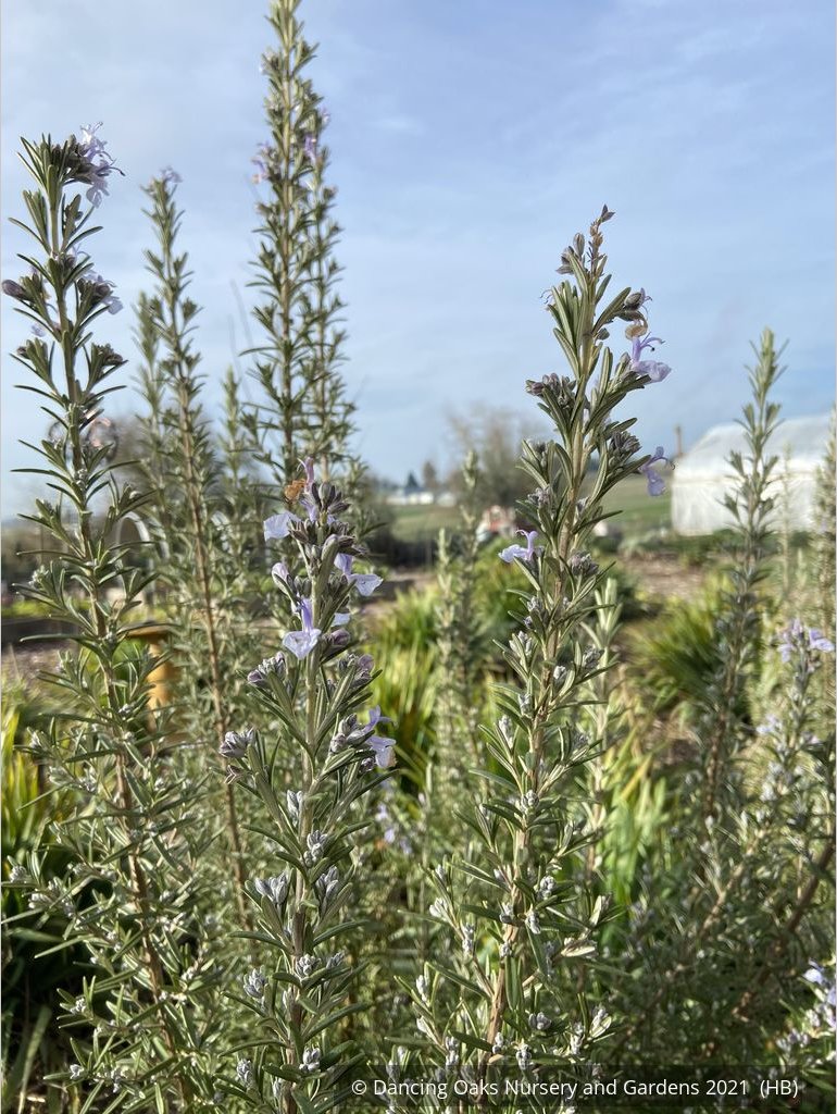 Perennials ~ Rosmarinus officinalis 'Blue Spires', Upright Rosemary ~ Dancing Oaks Nursery and Gardens ~ Retail Nursery ~ Mail Order Nursery