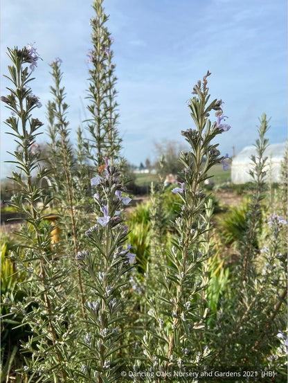 Perennials ~ Rosmarinus officinalis 'Blue Spires', Upright Rosemary ~ Dancing Oaks Nursery and Gardens ~ Retail Nursery ~ Mail Order Nursery