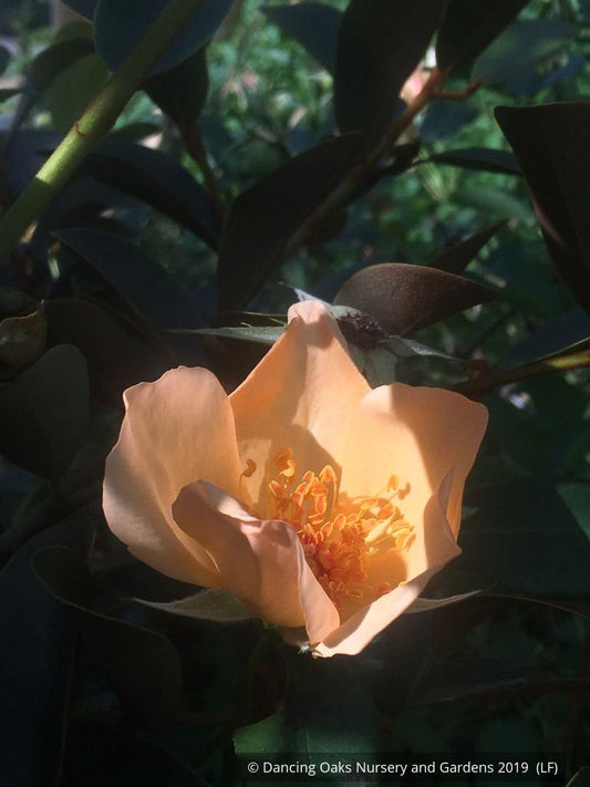 Shrubs ~ Rosa 'Mrs. Oakley Fisher', Hybrid Tea Rose ~ Dancing Oaks Nursery and Gardens ~ Retail Nursery ~ Mail Order Nursery