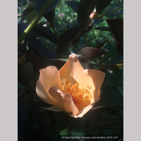 Shrubs ~ Rosa 'Mrs. Oakley Fisher', Hybrid Tea Rose ~ Dancing Oaks Nursery and Gardens ~ Retail Nursery ~ Mail Order Nursery