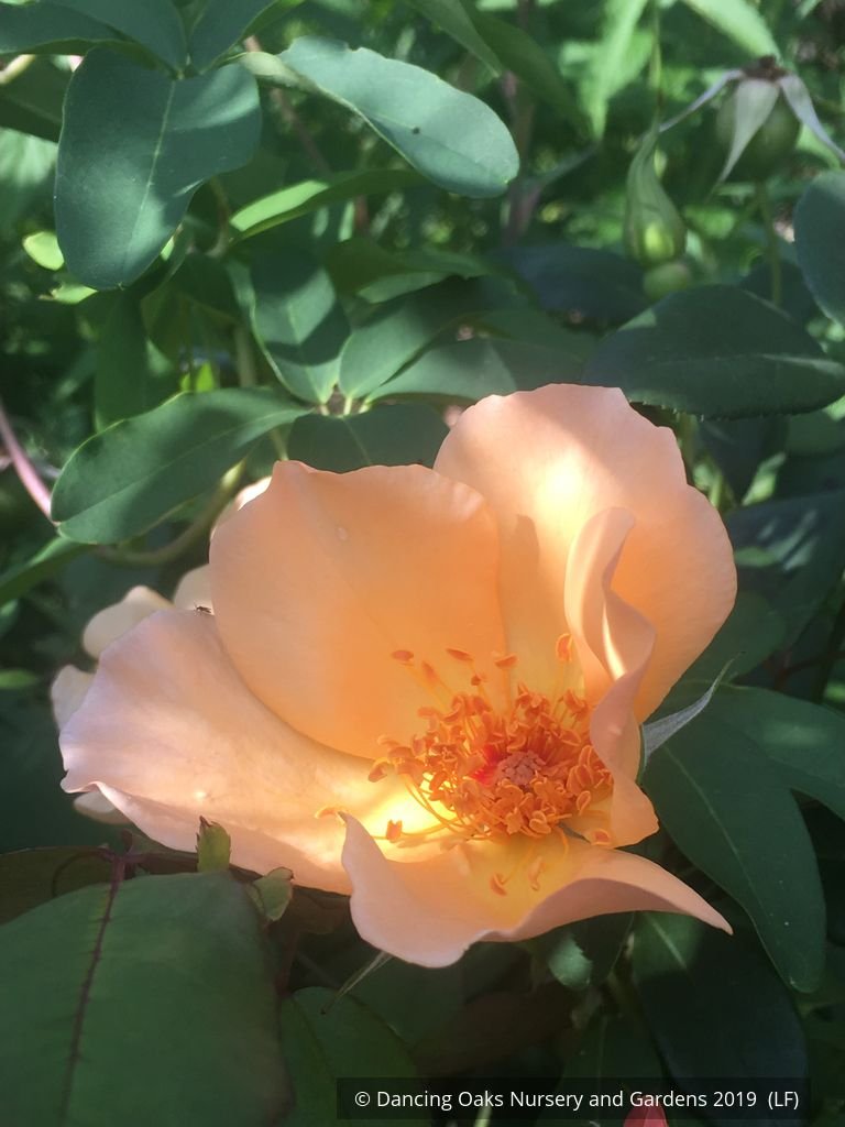 Shrubs ~ Rosa 'Mrs. Oakley Fisher', Hybrid Tea Rose ~ Dancing Oaks Nursery and Gardens ~ Retail Nursery ~ Mail Order Nursery
