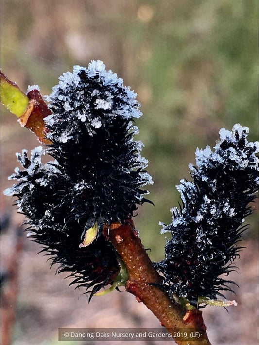 Shrubs ~ Salix gracilistyla 'Melanostachys', Black Pussy Willow ~ Dancing Oaks Nursery and Gardens ~ Retail Nursery ~ Mail Order Nursery