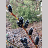 Shrubs ~ Salix gracilistyla 'Melanostachys', Black Pussy Willow ~ Dancing Oaks Nursery and Gardens ~ Retail Nursery ~ Mail Order Nursery
