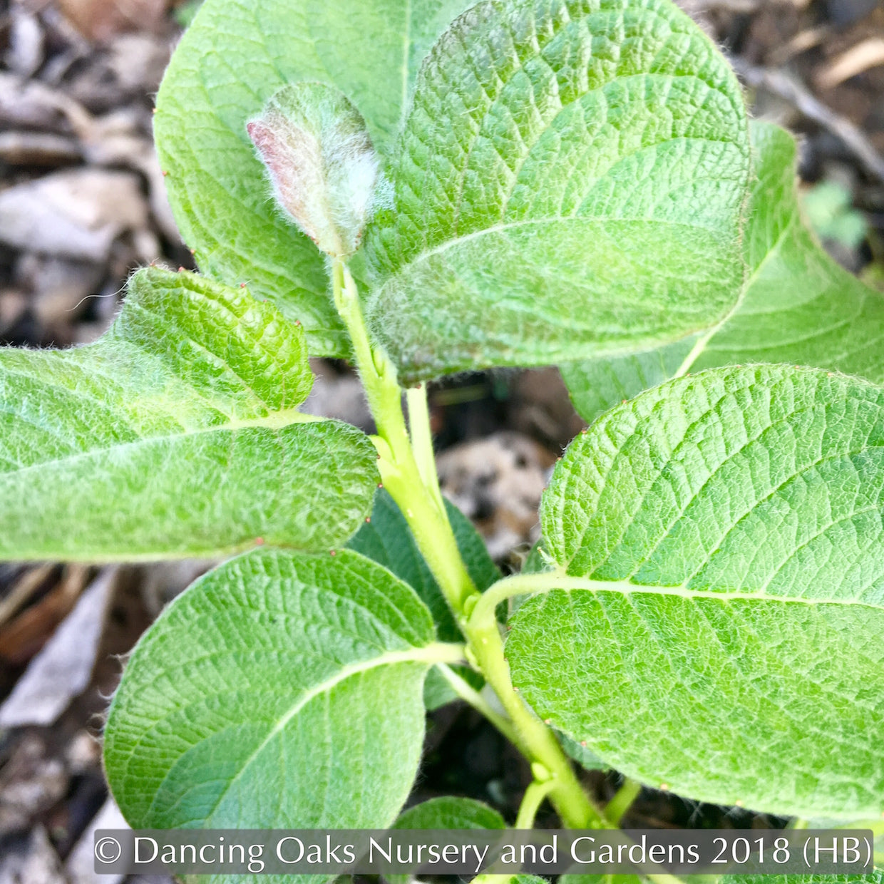 Ground Covers ~ Salix nakamurana var yezoalpina, Creeping Alpine Willow ~ Dancing Oaks Nursery and Gardens ~ Retail Nursery ~ Mail Order Nursery