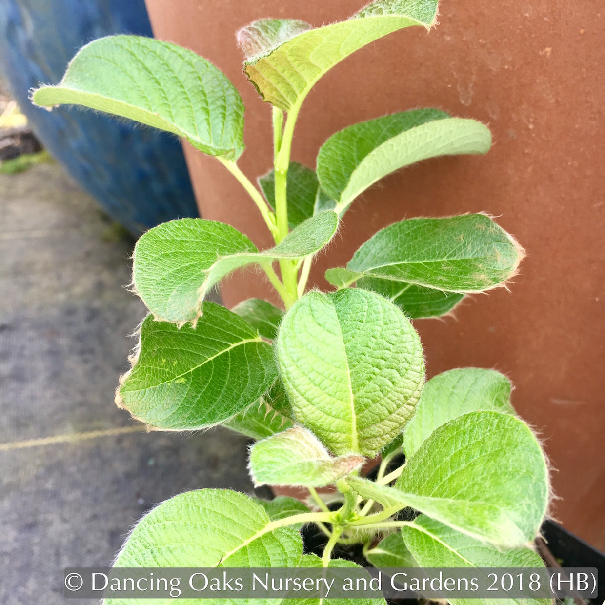 Ground Covers ~ Salix nakamurana var yezoalpina, Creeping Alpine Willow ~ Dancing Oaks Nursery and Gardens ~ Retail Nursery ~ Mail Order Nursery