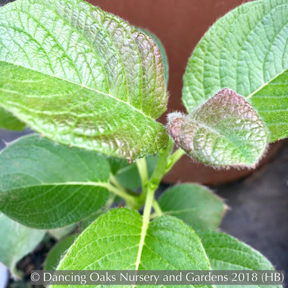 Ground Covers ~ Salix nakamurana var yezoalpina, Creeping Alpine Willow ~ Dancing Oaks Nursery and Gardens ~ Retail Nursery ~ Mail Order Nursery