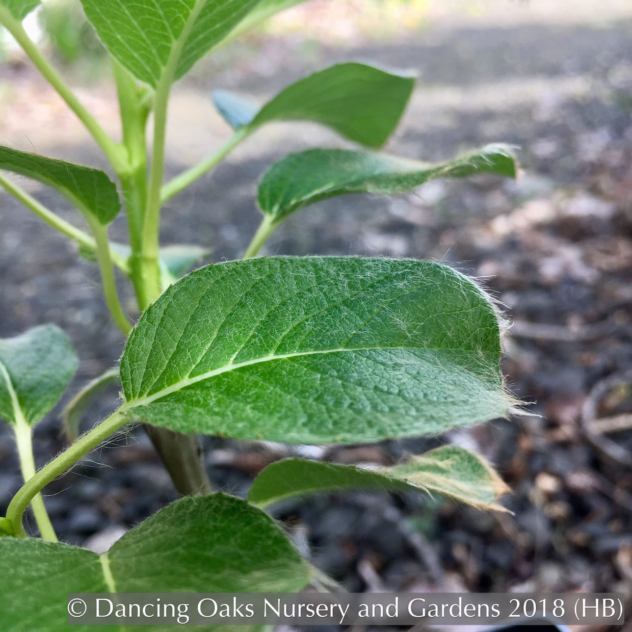 Ground Covers ~ Salix nakamurana var yezoalpina, Creeping Alpine Willow ~ Dancing Oaks Nursery and Gardens ~ Retail Nursery ~ Mail Order Nursery