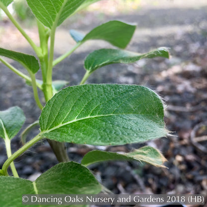 Ground Covers ~ Salix nakamurana var yezoalpina, Creeping Alpine Willow ~ Dancing Oaks Nursery and Gardens ~ Retail Nursery ~ Mail Order Nursery