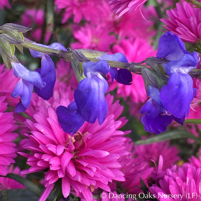 Perennials ~ Salvia reptans 'Blue Willow', Blue Willow Sage ~ Dancing Oaks Nursery and Gardens ~ Retail Nursery ~ Mail Order Nursery