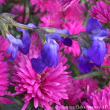 Perennials ~ Salvia reptans 'Blue Willow', Blue Willow Sage ~ Dancing Oaks Nursery and Gardens ~ Retail Nursery ~ Mail Order Nursery