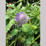 Perennials ~ Scabiosa columbaria 'Giga Blue', Pincushion Flower ~ Dancing Oaks Nursery and Gardens ~ Retail Nursery ~ Mail Order Nursery