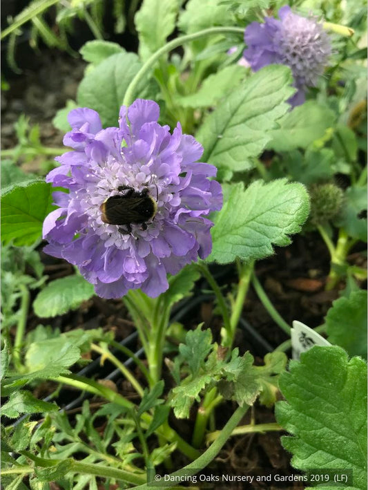 Perennials ~ Scabiosa columbaria 'Giga Blue', Pincushion Flower ~ Dancing Oaks Nursery and Gardens ~ Retail Nursery ~ Mail Order Nursery