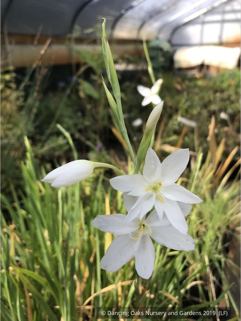 Bulbs & Tubers ~ Schizostylis (Hesperantha) coccinea var alba, Cape Lily ~ Dancing Oaks Nursery and Gardens ~ Retail Nursery ~ Mail Order Nursery