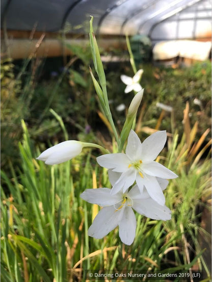 Bulbs & Tubers ~ Schizostylis (Hesperantha) coccinea var alba, Cape Lily ~ Dancing Oaks Nursery and Gardens ~ Retail Nursery ~ Mail Order Nursery