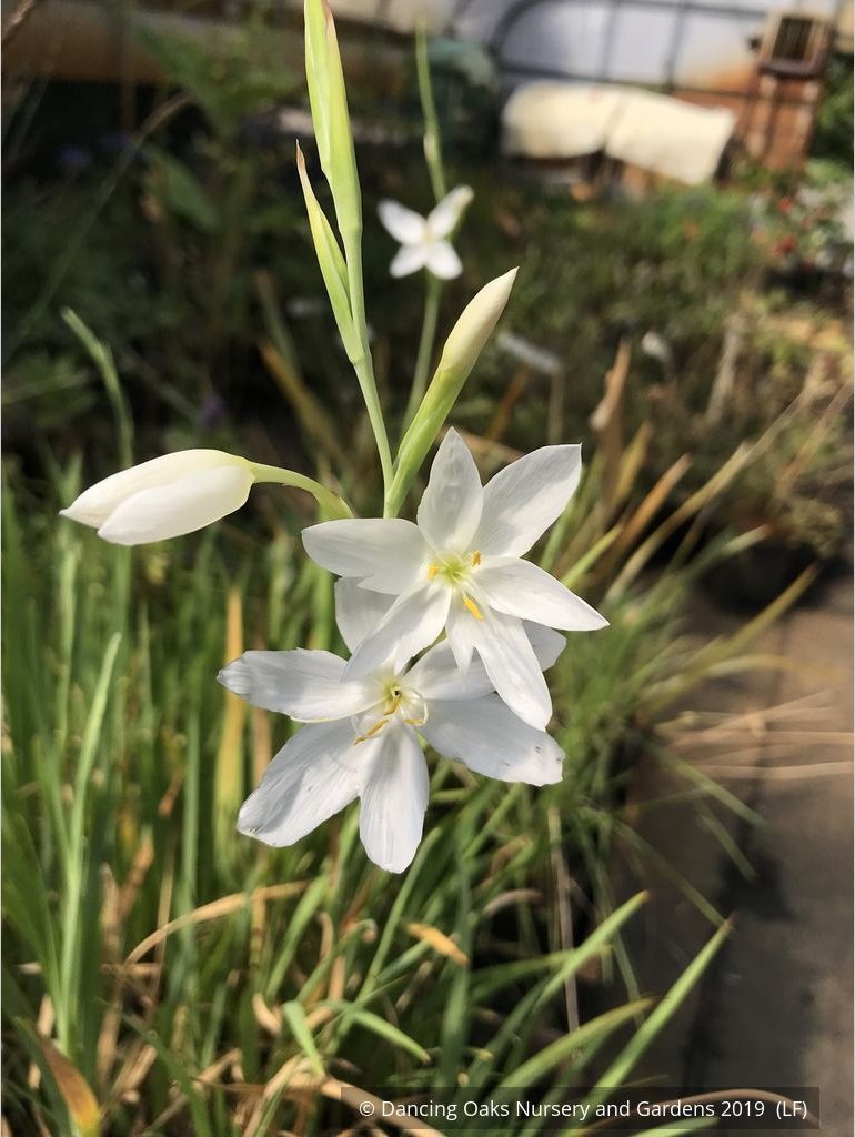 Bulbs & Tubers ~ Schizostylis (Hesperantha) coccinea var alba, Cape Lily ~ Dancing Oaks Nursery and Gardens ~ Retail Nursery ~ Mail Order Nursery
