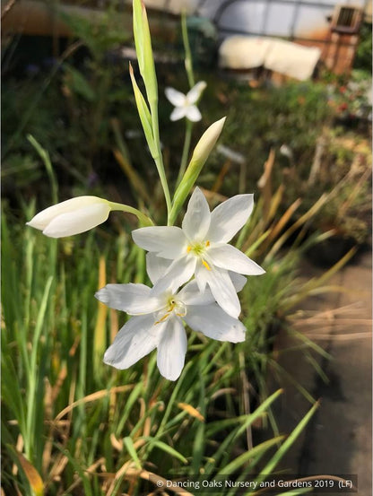 Bulbs & Tubers ~ Schizostylis (Hesperantha) coccinea var alba, Cape Lily ~ Dancing Oaks Nursery and Gardens ~ Retail Nursery ~ Mail Order Nursery