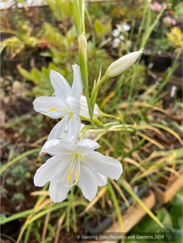 Bulbs & Tubers ~ Schizostylis (Hesperantha) coccinea var alba, Cape Lily ~ Dancing Oaks Nursery and Gardens ~ Retail Nursery ~ Mail Order Nursery