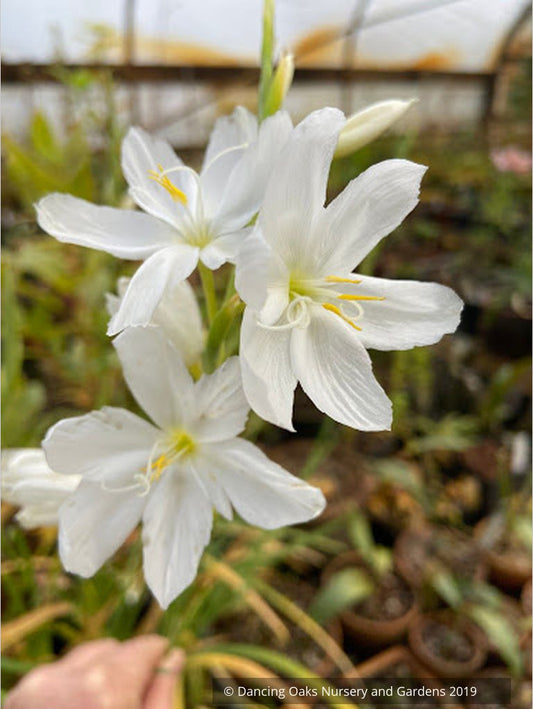 Bulbs & Tubers ~ Schizostylis (Hesperantha) coccinea var alba, Cape Lily ~ Dancing Oaks Nursery and Gardens ~ Retail Nursery ~ Mail Order Nursery