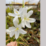 Bulbs & Tubers ~ Schizostylis (Hesperantha) coccinea var alba, Cape Lily ~ Dancing Oaks Nursery and Gardens ~ Retail Nursery ~ Mail Order Nursery