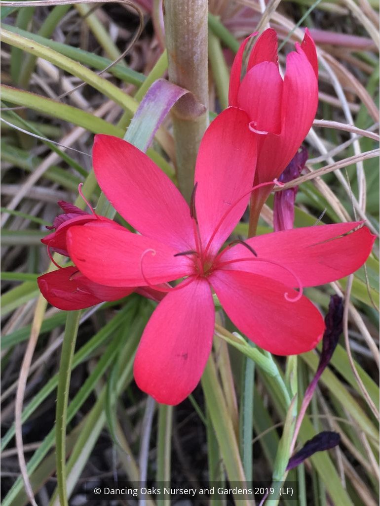 Bulbs & Tubers ~ Schizostylis (Hesperantha) coccinea, Cape Lily or Crimson Flag ~ Dancing Oaks Nursery and Gardens ~ Retail Nursery ~ Mail Order Nursery