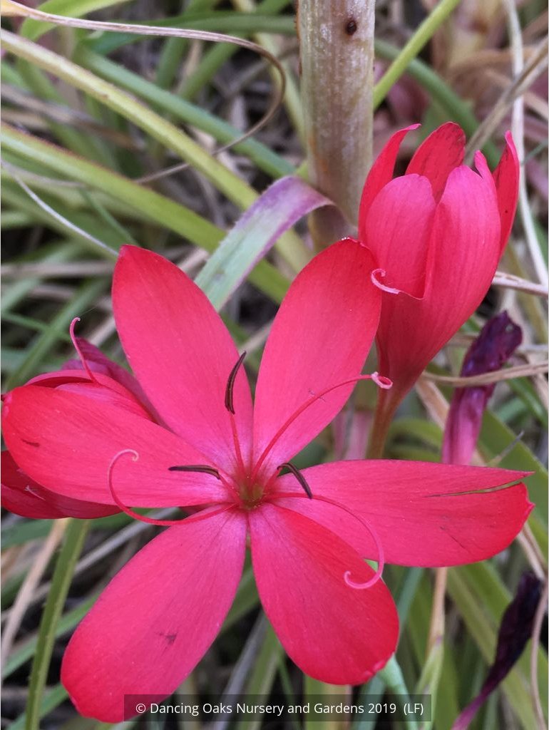 Bulbs & Tubers ~ Schizostylis (Hesperantha) coccinea, Cape Lily or Crimson Flag ~ Dancing Oaks Nursery and Gardens ~ Retail Nursery ~ Mail Order Nursery