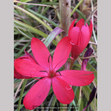 Bulbs & Tubers ~ Schizostylis (Hesperantha) coccinea, Cape Lily or Crimson Flag ~ Dancing Oaks Nursery and Gardens ~ Retail Nursery ~ Mail Order Nursery