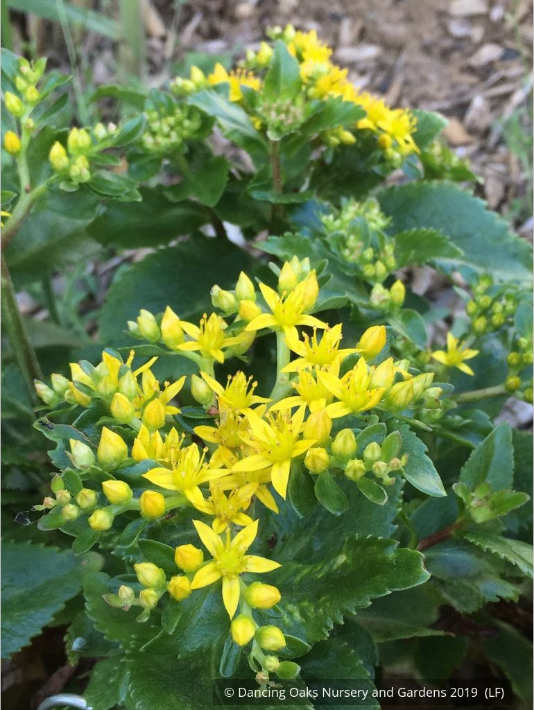 Perennials ~ Sedum aizoon 'Euphorbioides', Showy Stonecrop ~ Dancing Oaks Nursery and Gardens ~ Retail Nursery ~ Mail Order Nursery