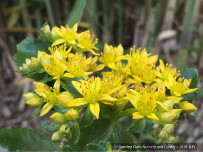 Perennials ~ Sedum aizoon 'Euphorbioides', Showy Stonecrop ~ Dancing Oaks Nursery and Gardens ~ Retail Nursery ~ Mail Order Nursery