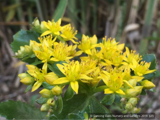 Perennials ~ Sedum aizoon 'Euphorbioides', Showy Stonecrop ~ Dancing Oaks Nursery and Gardens ~ Retail Nursery ~ Mail Order Nursery