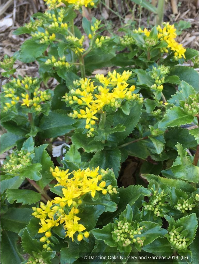 Perennials ~ Sedum aizoon 'Euphorbioides', Showy Stonecrop ~ Dancing Oaks Nursery and Gardens ~ Retail Nursery ~ Mail Order Nursery