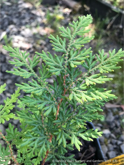 Perennials ~ Selaginella braunii, Spikemoss Fern ~ Dancing Oaks Nursery and Gardens ~ Retail Nursery ~ Mail Order Nursery