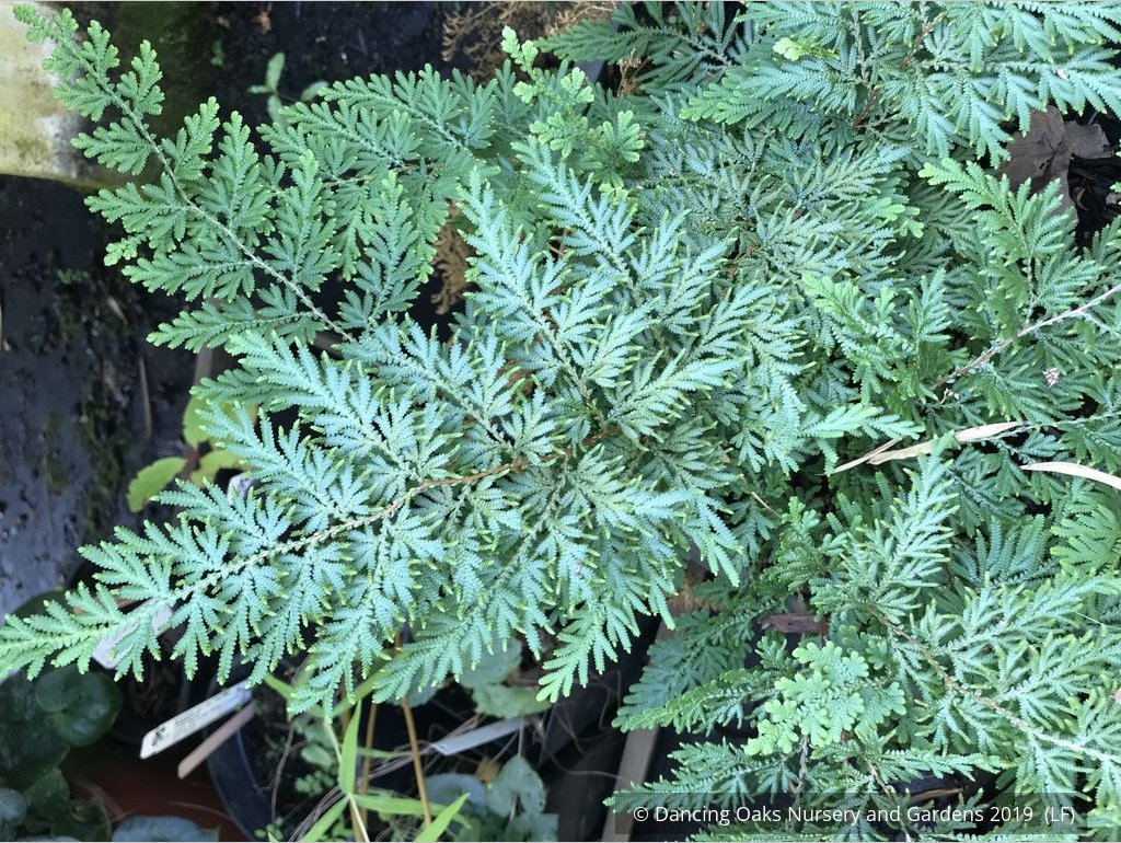 Perennials ~ Selaginella braunii, Spikemoss Fern ~ Dancing Oaks Nursery and Gardens ~ Retail Nursery ~ Mail Order Nursery