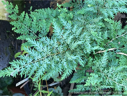 Perennials ~ Selaginella braunii, Spikemoss Fern ~ Dancing Oaks Nursery and Gardens ~ Retail Nursery ~ Mail Order Nursery