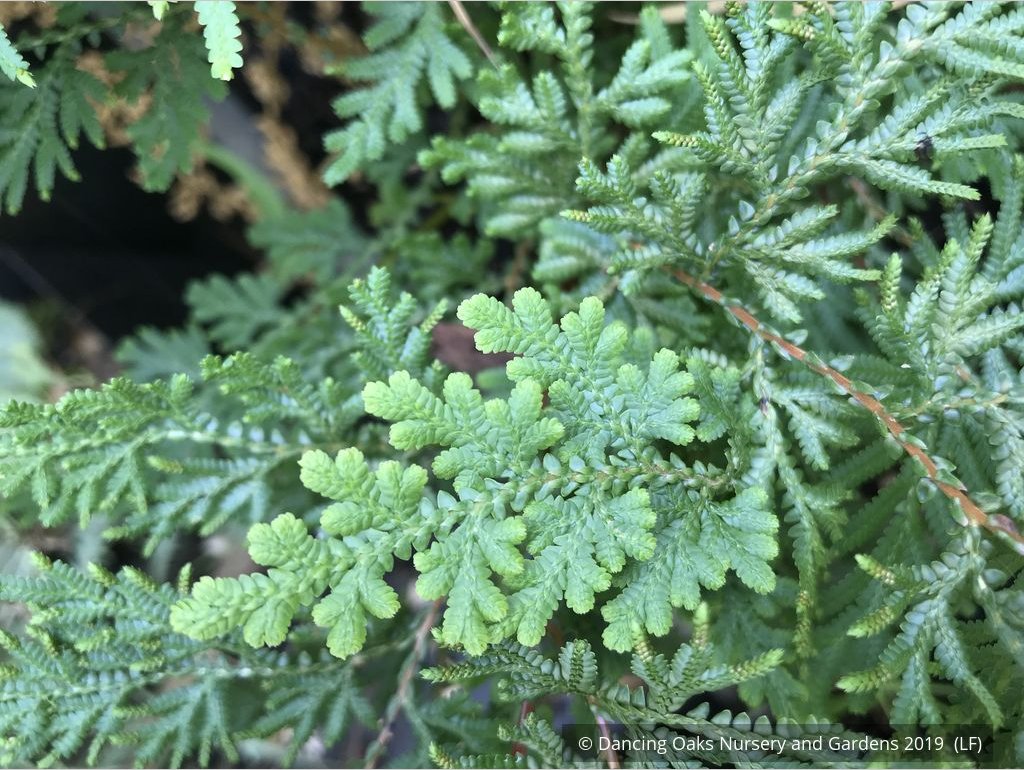Perennials ~ Selaginella braunii, Spikemoss Fern ~ Dancing Oaks Nursery and Gardens ~ Retail Nursery ~ Mail Order Nursery