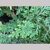 Perennials ~ Selaginella braunii, Spikemoss Fern ~ Dancing Oaks Nursery and Gardens ~ Retail Nursery ~ Mail Order Nursery