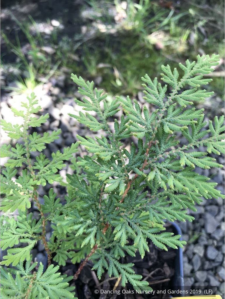 Perennials ~ Selaginella braunii, Spikemoss Fern ~ Dancing Oaks Nursery and Gardens ~ Retail Nursery ~ Mail Order Nursery
