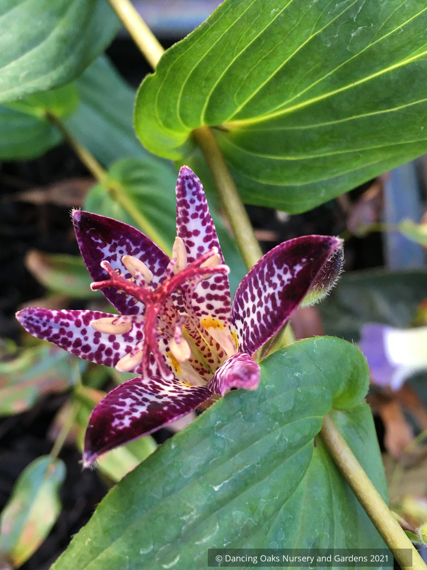 Perennials ~ Tricyrtis 'Shikin', Toad Lily ~ Dancing Oaks Nursery and Gardens ~ Retail Nursery ~ Mail Order Nursery