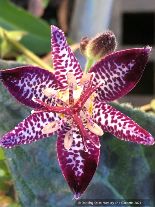 Perennials ~ Tricyrtis 'Shikin', Toad Lily ~ Dancing Oaks Nursery and Gardens ~ Retail Nursery ~ Mail Order Nursery