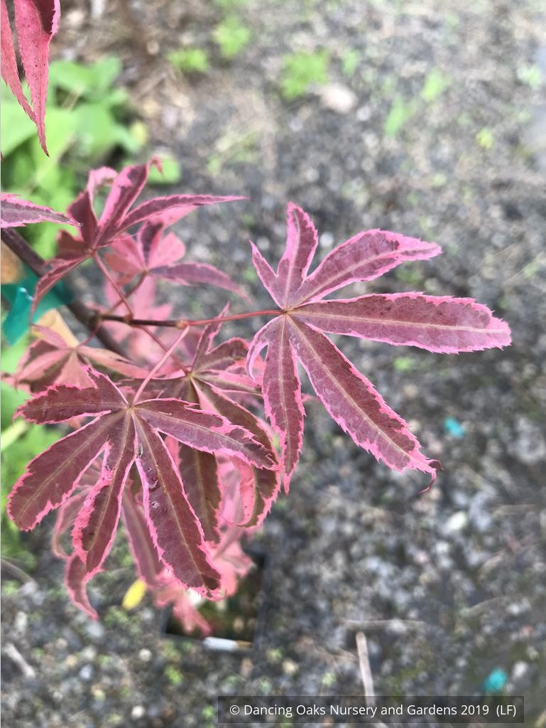 Trees ~ Acer palmatum 'Shirazz', Shirazz Variegated Japanese Maple ~ Dancing Oaks Nursery and Gardens ~ Retail Nursery ~ Mail Order Nursery