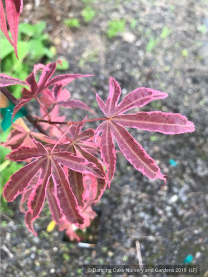 Trees ~ Acer palmatum 'Shirazz', Shirazz Variegated Japanese Maple ~ Dancing Oaks Nursery and Gardens ~ Retail Nursery ~ Mail Order Nursery