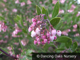 Shrubs ~ Arctostaphylos densiflora 'Sentinel', Manzanita ~ Dancing Oaks Nursery and Gardens ~ Retail Nursery ~ Mail Order Nursery