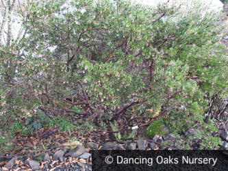 Shrubs ~ Arctostaphylos densiflora 'Sentinel', Manzanita ~ Dancing Oaks Nursery and Gardens ~ Retail Nursery ~ Mail Order Nursery