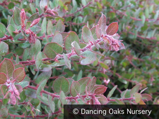 Shrubs ~ Arctostaphylos x 'John Dourley', Manzanita ~ Dancing Oaks Nursery and Gardens ~ Retail Nursery ~ Mail Order Nursery