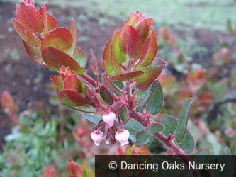 Shrubs ~ Arctostaphylos x 'John Dourley', Manzanita ~ Dancing Oaks Nursery and Gardens ~ Retail Nursery ~ Mail Order Nursery
