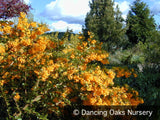 Shrubs ~ Berberis darwinii, Barberry ~ Dancing Oaks Nursery and Gardens ~ Retail Nursery ~ Mail Order Nursery