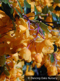 Shrubs ~ Berberis darwinii, Barberry ~ Dancing Oaks Nursery and Gardens ~ Retail Nursery ~ Mail Order Nursery